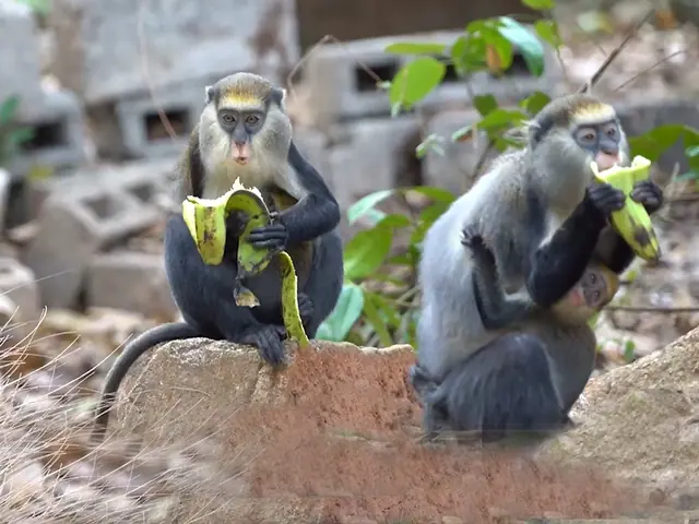 Singes sacrés du site touristique de Gbétitapia, près de Daloa